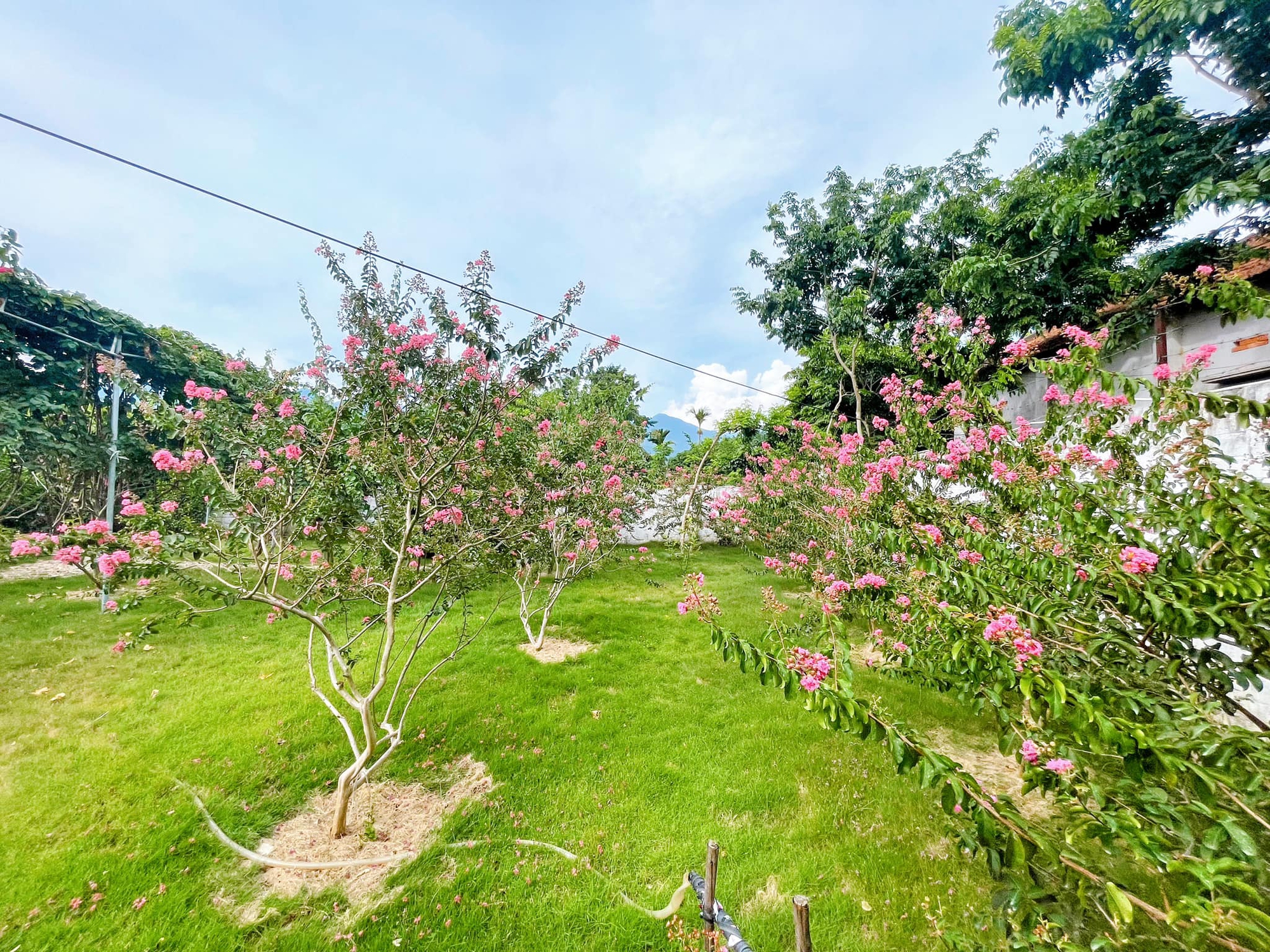 Nam diễn viên phim Việt giờ vàng tặng nhà vườn cho bố mẹ dưỡng già: Rộng 900m2, có vườn hoa đẹp như công viên - Ảnh 6.