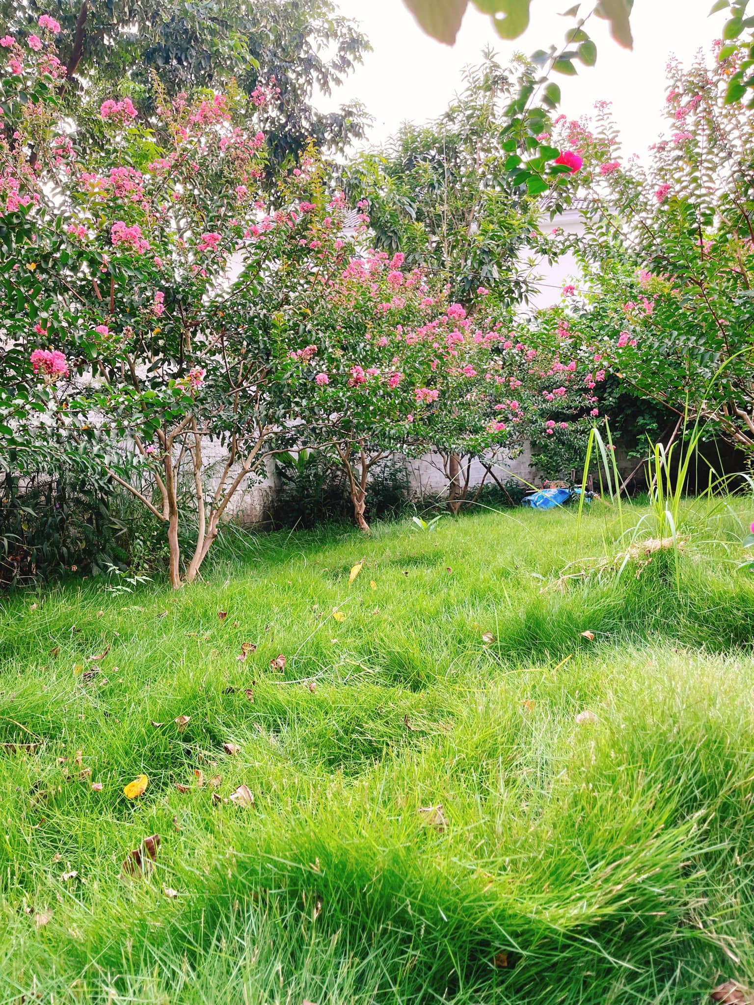 Nam diễn viên phim Việt giờ vàng tặng nhà vườn cho bố mẹ dưỡng già: Rộng 900m2, có vườn hoa đẹp như công viên - Ảnh 9.