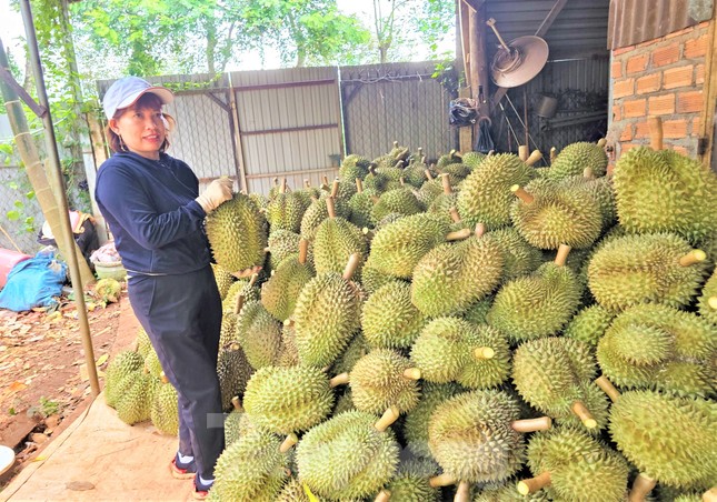 Ngỡ ngàng việc làm đẹp cho 'nữ hoàng' trái cây trước khi xuất ngoại - Ảnh 3.