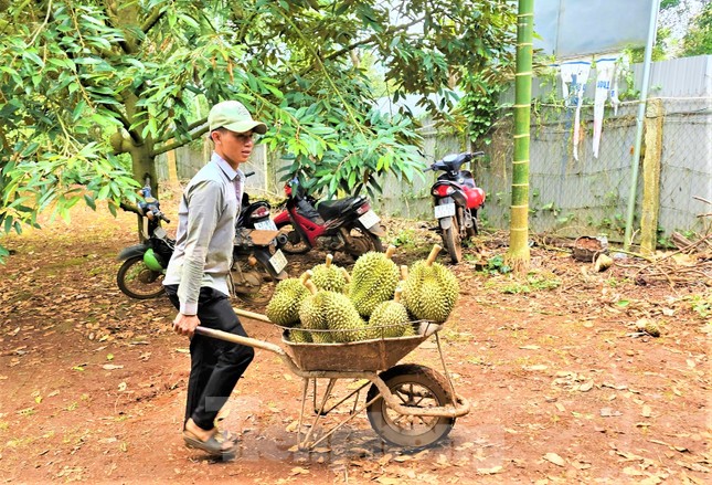 Chuyện gì đang xảy ra: Tranh mua, bỏ cọc, 'thổi' giá sầu riêng - Ảnh 2.