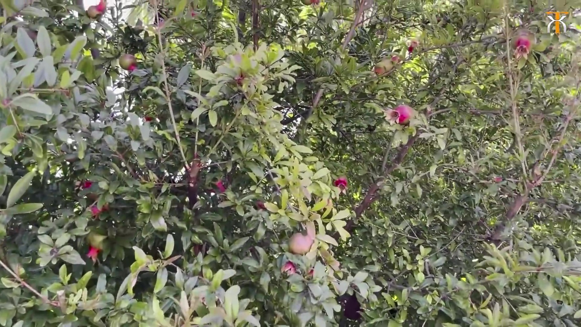 Bên trong khu vườn nhà Hà Thanh Xuân ở Mỹ: Rộng 600m2, trái cây sum suê ăn không hết - Ảnh 8.