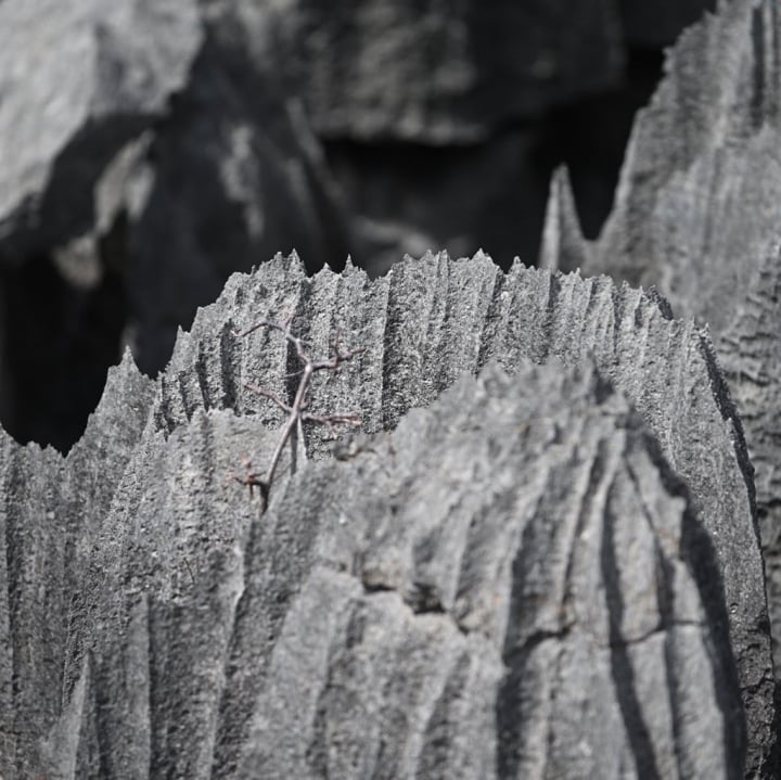 Chiêm ngưỡng rừng đá như một thảm chông khổng lồ, hiểm trở bậc nhất thế giới - Ảnh 5.
