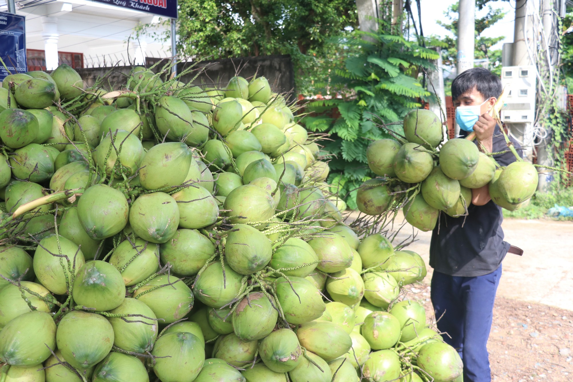 Xuất khẩu dừa hướng tới mốc 1 tỷ USD - Ảnh 1.