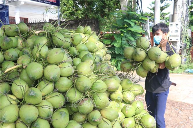 Thời cơ cho xuất khẩu trái dừa - Ảnh 1.