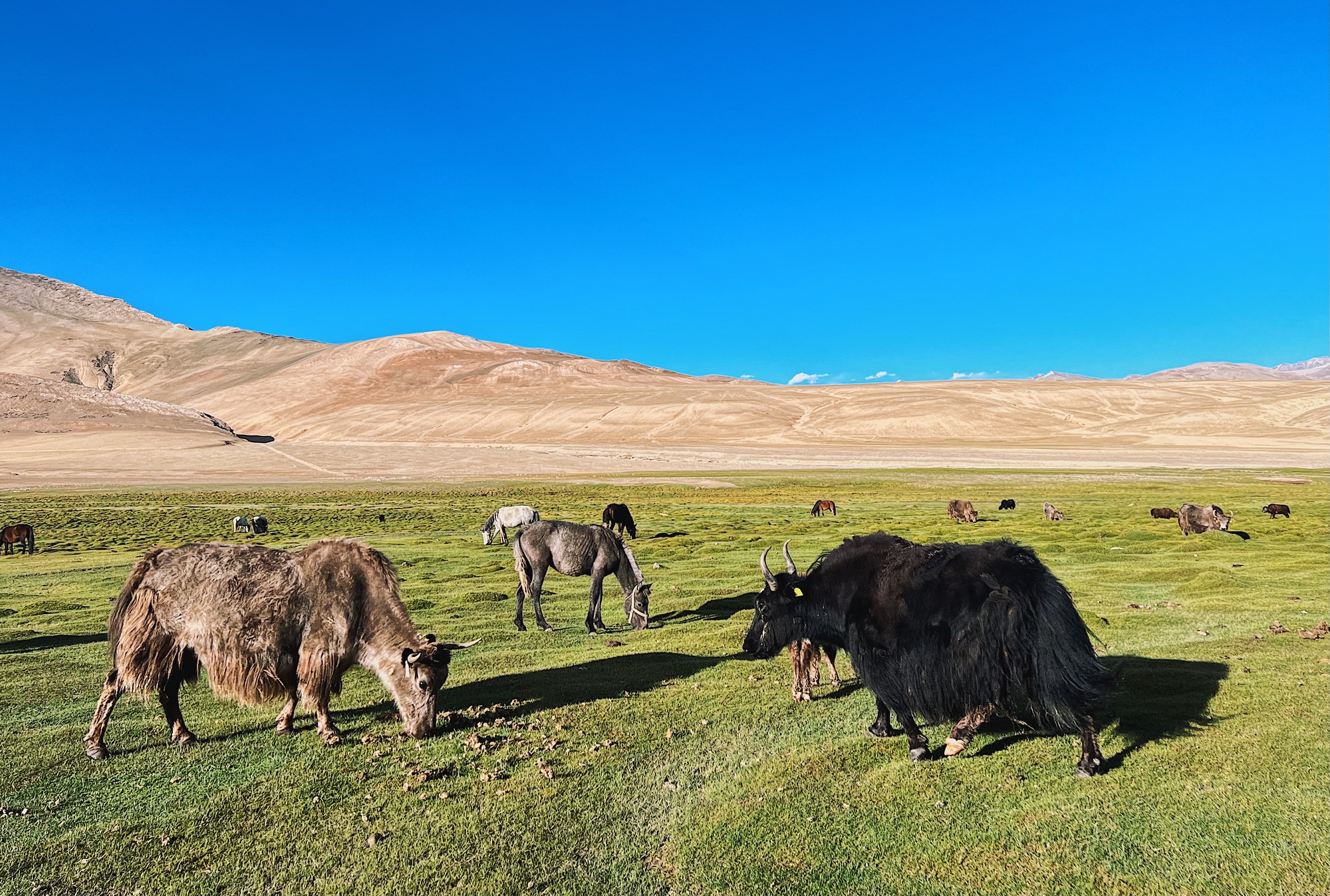 Bước vào thế giới hoang dã của vùng đất tâm linh Ladakh, Ấn Độ - Ảnh 13.