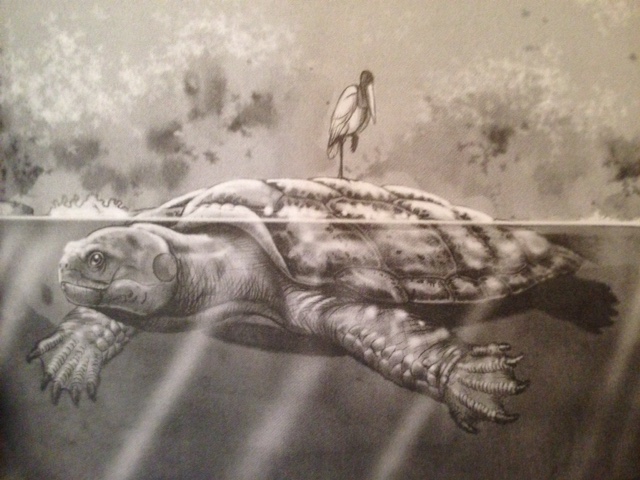 Hóa ra &quot;cụ&quot; rùa chở thầy trò Đường Tăng qua sông có thật: Dài 5m, nặng vài tấn, chỉ có một thiên địch - Ảnh 4.