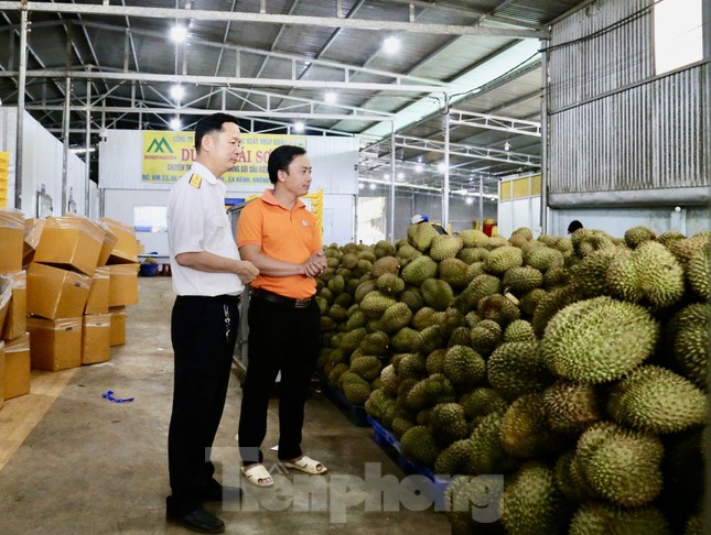Đắk Lắk: Doanh nghiệp, cơ sở thu mua sầu riêng 'mọc' như nấm - Ảnh 2.