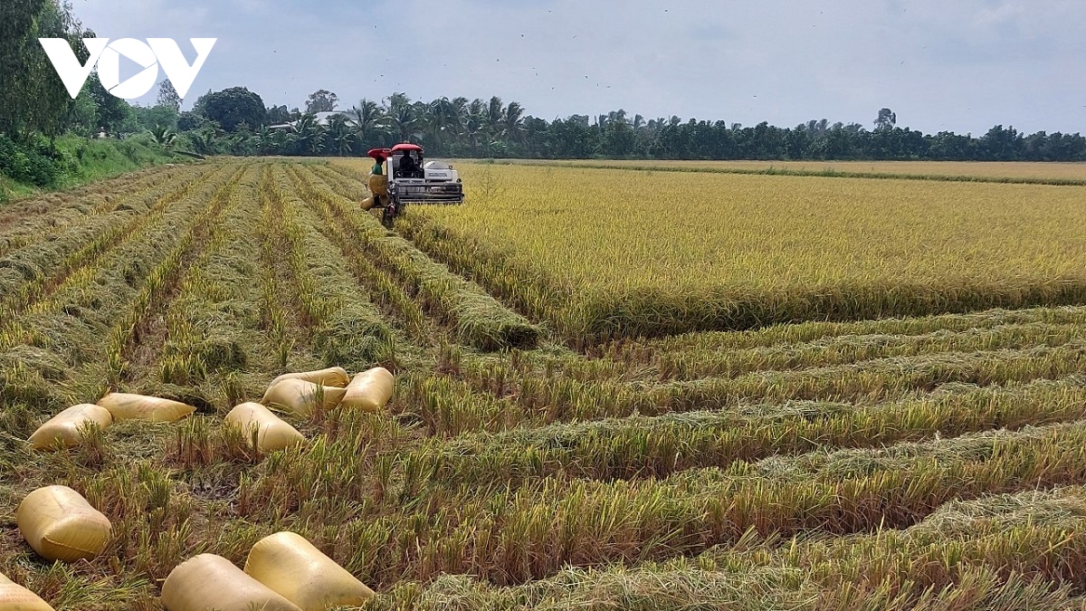 Dự báo xuất khẩu gạo của Việt Nam đạt kỷ lục mới cả sản lượng, giá trị xuất khẩu - Ảnh 2.