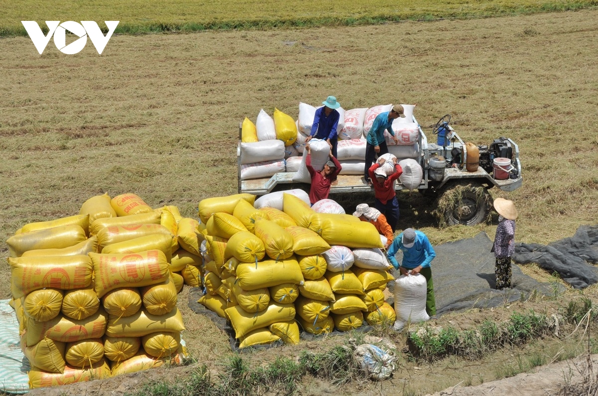 Dự báo xuất khẩu gạo của Việt Nam đạt kỷ lục mới cả sản lượng, giá trị xuất khẩu - Ảnh 3.
