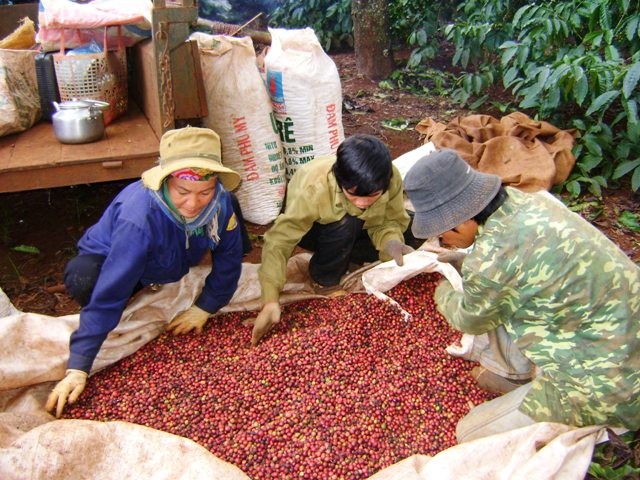 Giá cà phê Việt Nam tăng cao nhất trong 30 năm qua - Ảnh 1.