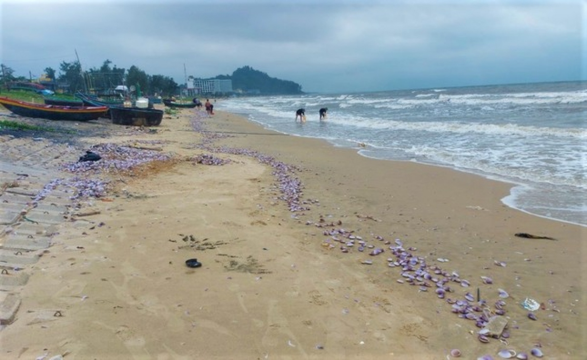 Hàng tấn sò tím dạt vào bờ biển Hà Tĩnh, người dân đổ xô nhặt &quot;lộc trời&quot; - Ảnh 1.