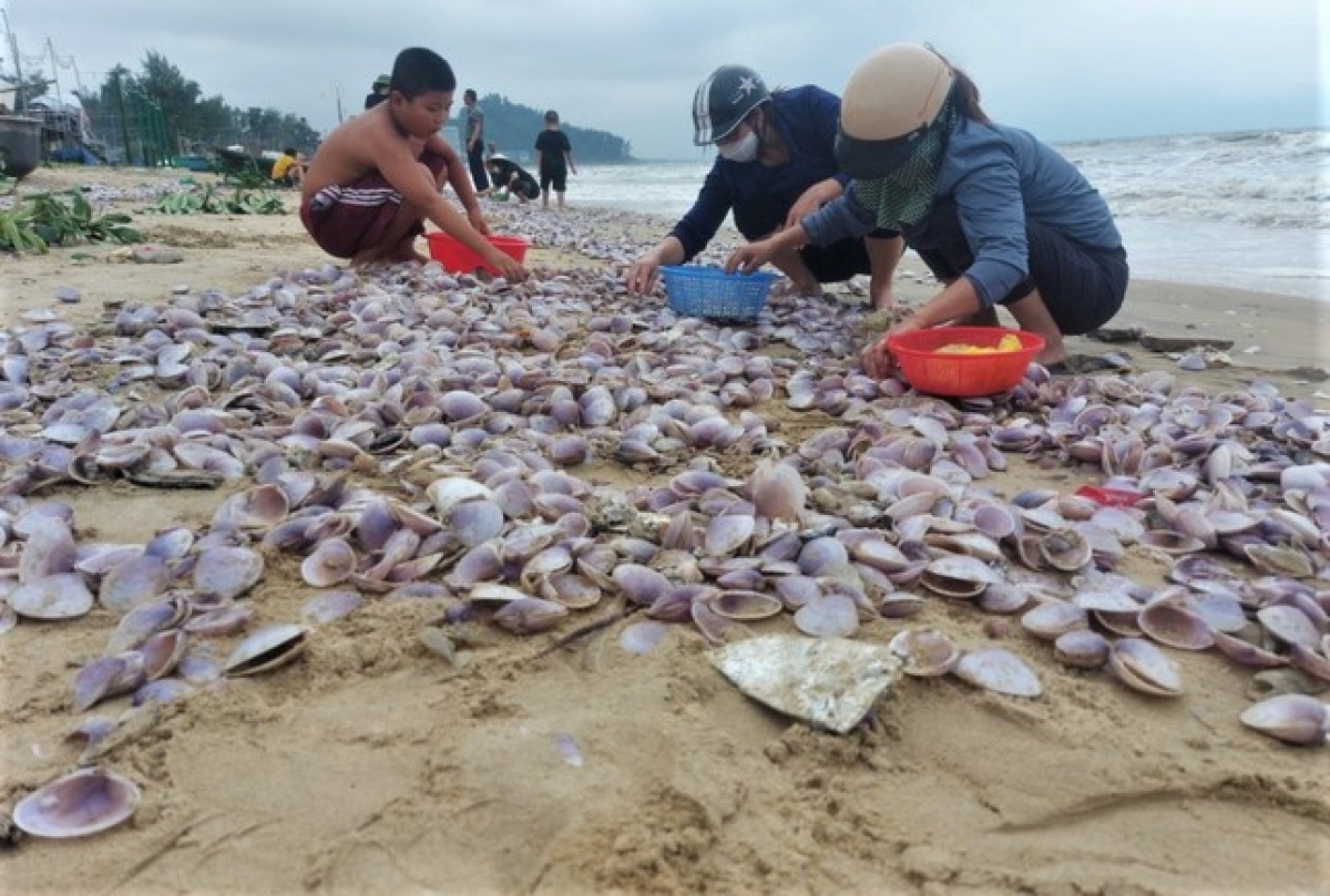 Hàng tấn sò tím dạt vào bờ biển Hà Tĩnh, người dân đổ xô nhặt &quot;lộc trời&quot; - Ảnh 10.