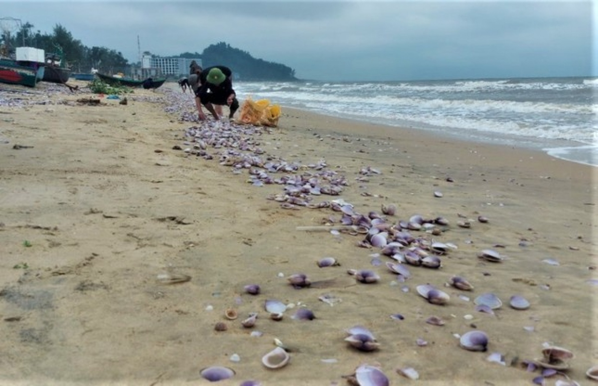 Hàng tấn sò tím dạt vào bờ biển Hà Tĩnh, người dân đổ xô nhặt &quot;lộc trời&quot; - Ảnh 2.
