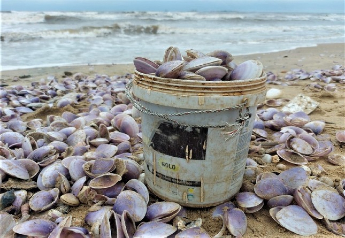 Hàng tấn sò tím dạt vào bờ biển Hà Tĩnh, người dân đổ xô nhặt &quot;lộc trời&quot; - Ảnh 4.