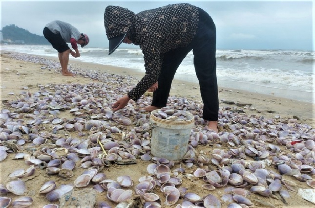 Hàng tấn sò tím dạt vào bờ biển Hà Tĩnh, người dân đổ xô nhặt &quot;lộc trời&quot; - Ảnh 6.