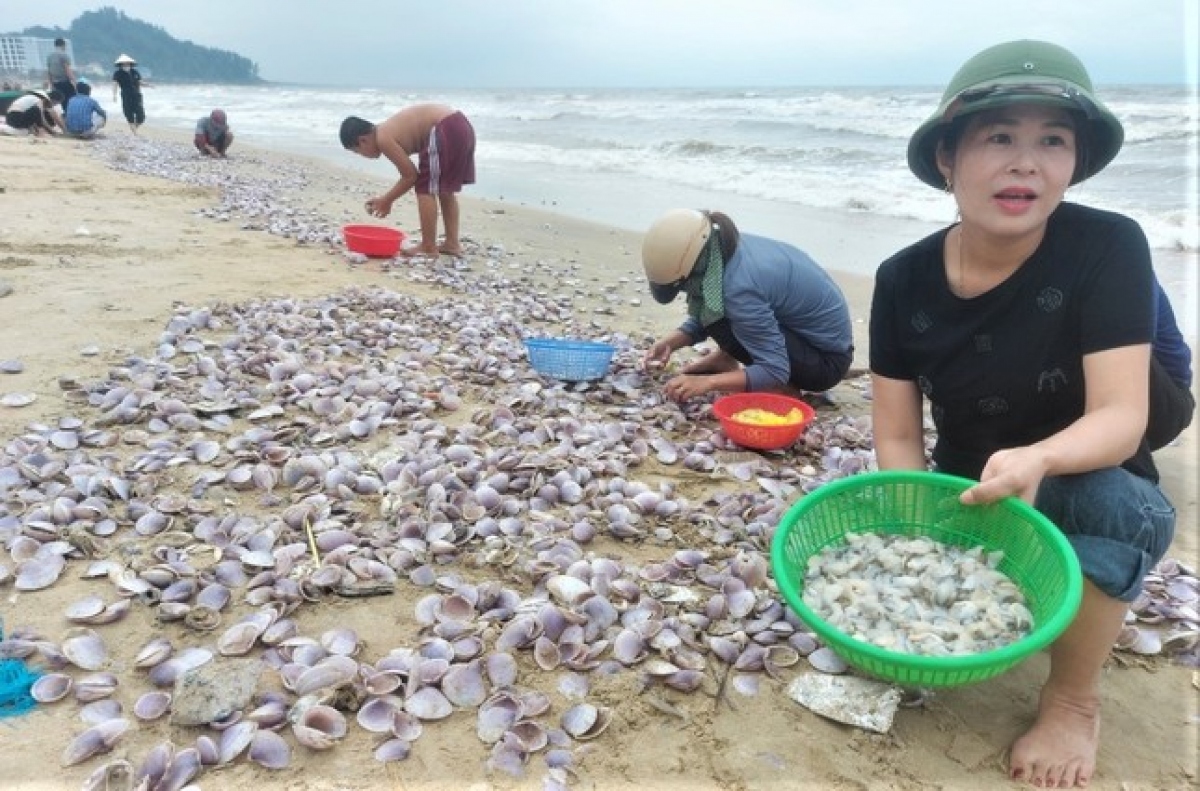 Hàng tấn sò tím dạt vào bờ biển Hà Tĩnh, người dân đổ xô nhặt &quot;lộc trời&quot; - Ảnh 8.