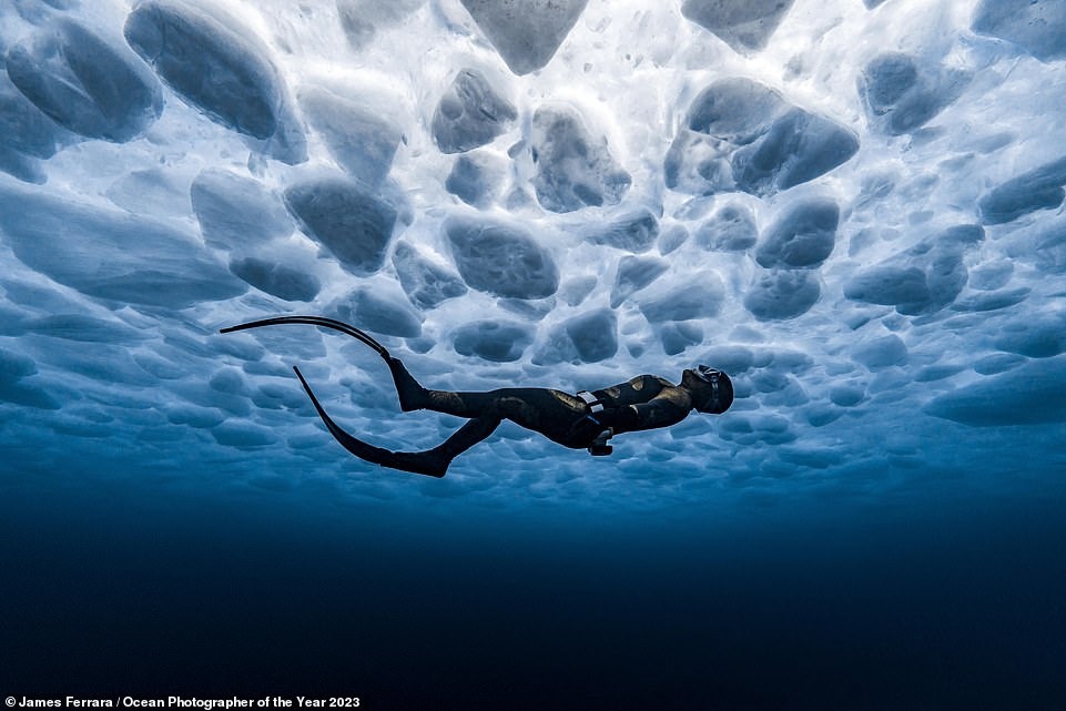 Ngắm những bức ảnh dưới nước đẹp nhất năm 2023: Đánh bại hàng ngàn tác phẩm để thắng giải nhiếp ảnh đại dương vi diệu - Ảnh 1.