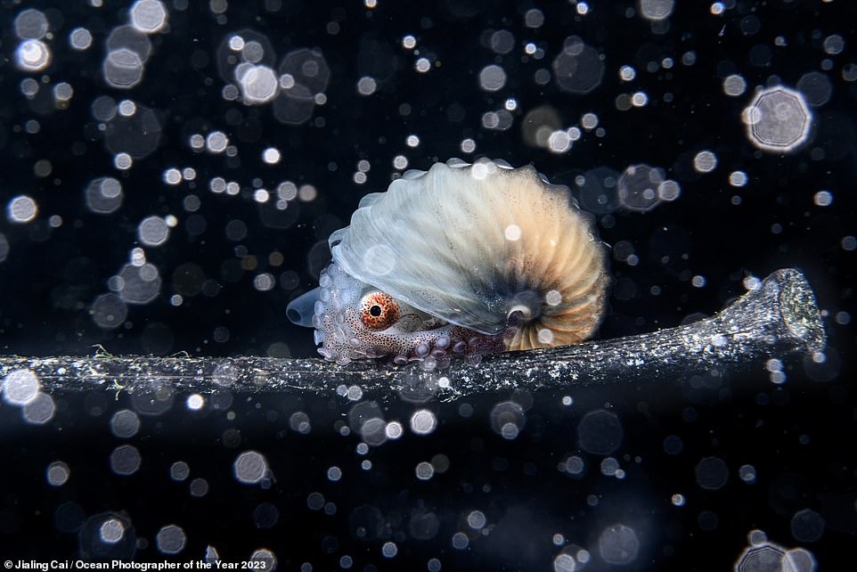 Ngắm những bức ảnh dưới nước đẹp nhất năm 2023: Đánh bại hàng ngàn tác phẩm để thắng giải nhiếp ảnh đại dương vi diệu - Ảnh 9.