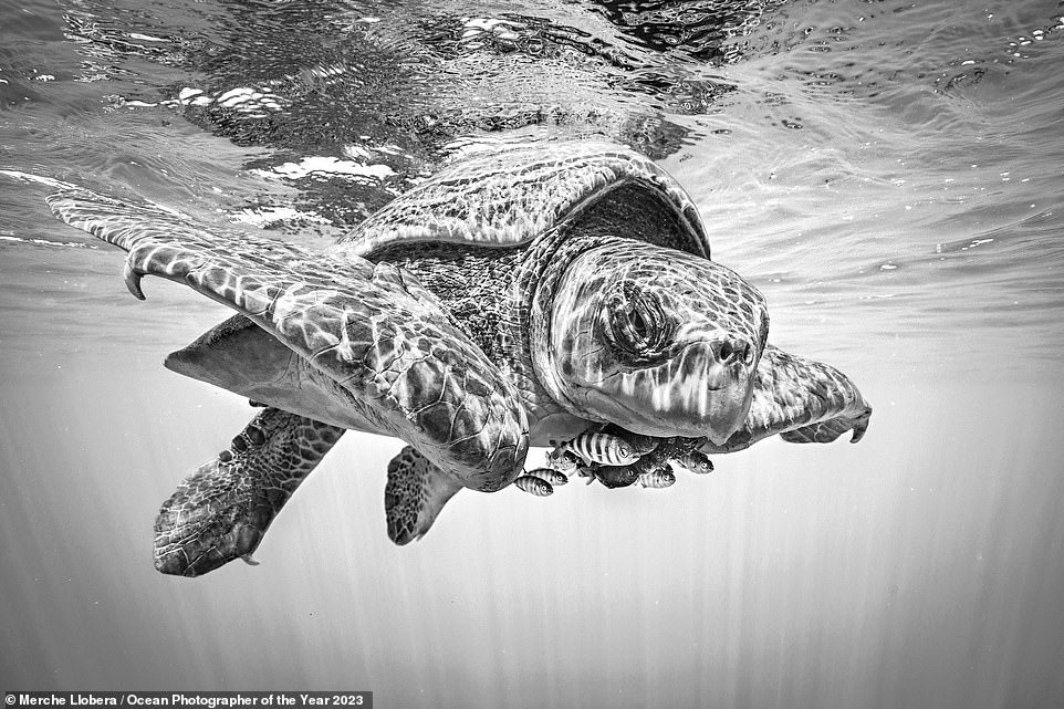 Ngắm những bức ảnh dưới nước đẹp nhất năm 2023: Đánh bại hàng ngàn tác phẩm để thắng giải nhiếp ảnh đại dương vi diệu - Ảnh 6.