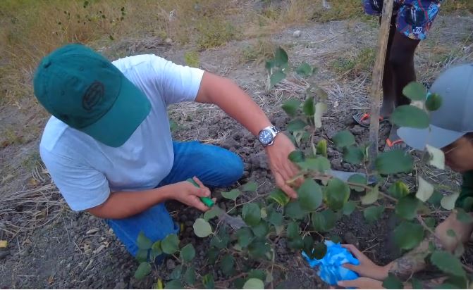 Đi săn tìm giống cây về trồng, team Quang Linh mừng rơn gặp loại cây ăn trái quen thuộc ở Việt Nam - Ảnh 3.