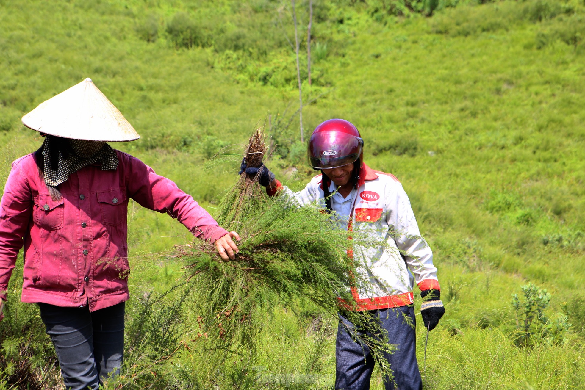 Nông dân Hà Tĩnh kiếm bộn tiền từ cây mọc hoang trên rừng - Ảnh 1.