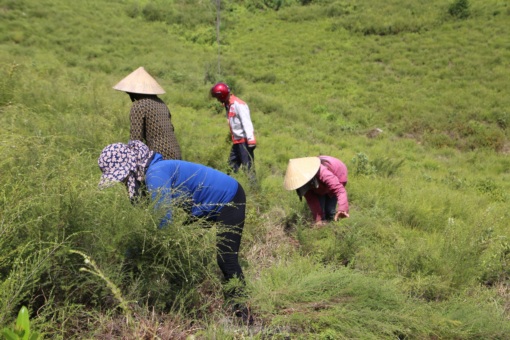 Nông dân Hà Tĩnh kiếm bộn tiền từ cây mọc hoang trên rừng - Ảnh 2.