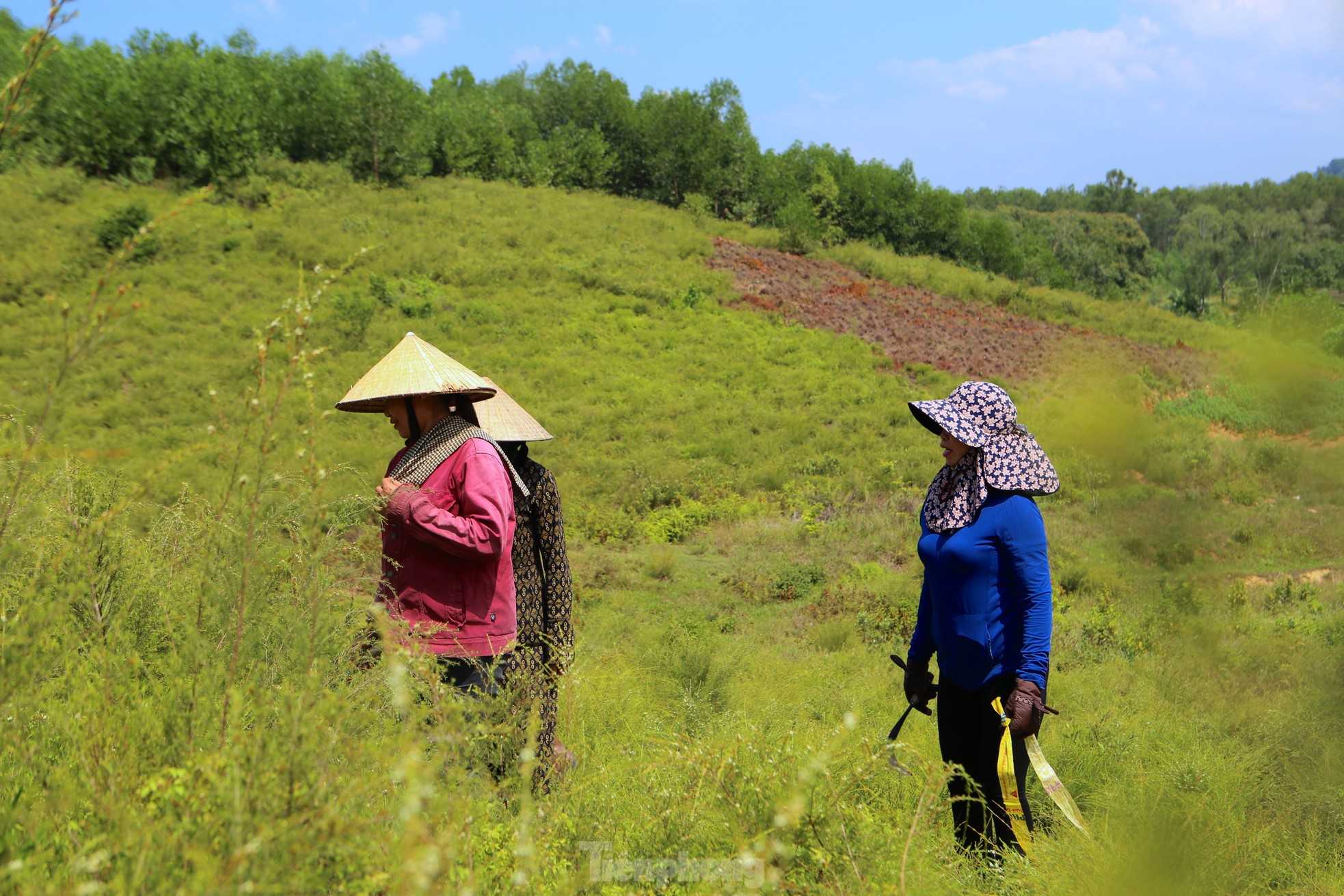 Nông dân Hà Tĩnh kiếm bộn tiền từ cây mọc hoang trên rừng - Ảnh 10.