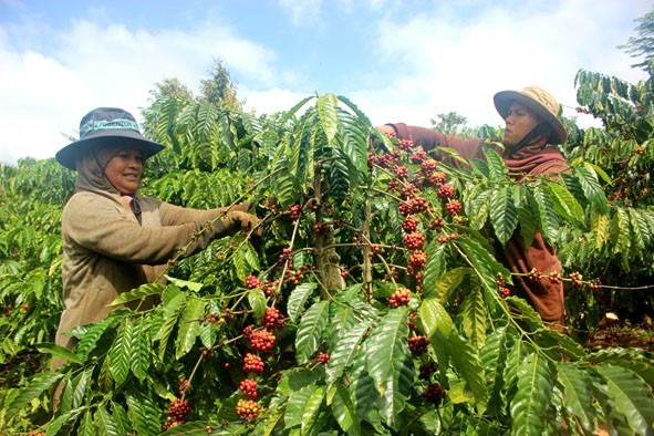 Giá cà phê cao kỷ lục, vì sao nông dân hụt hẫng? - Ảnh 1.