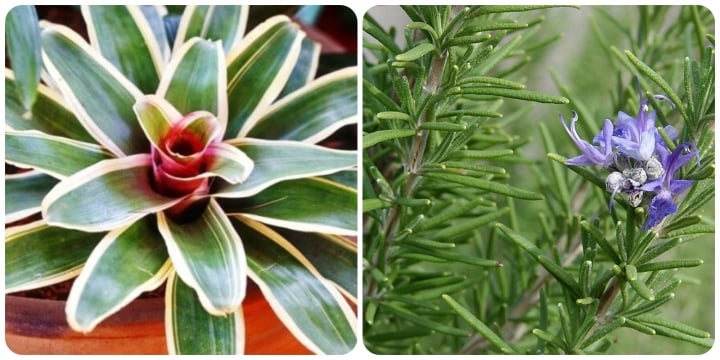 3 loại cây tuyệt đối không trồng trong phòng ngủ - Ảnh 1.