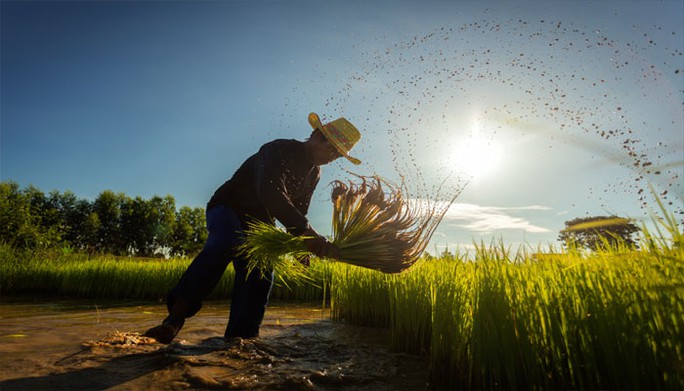 Thái Lan: Giá gạo tăng cao, nông dân đẩy mạnh trồng lúa - Ảnh 1.