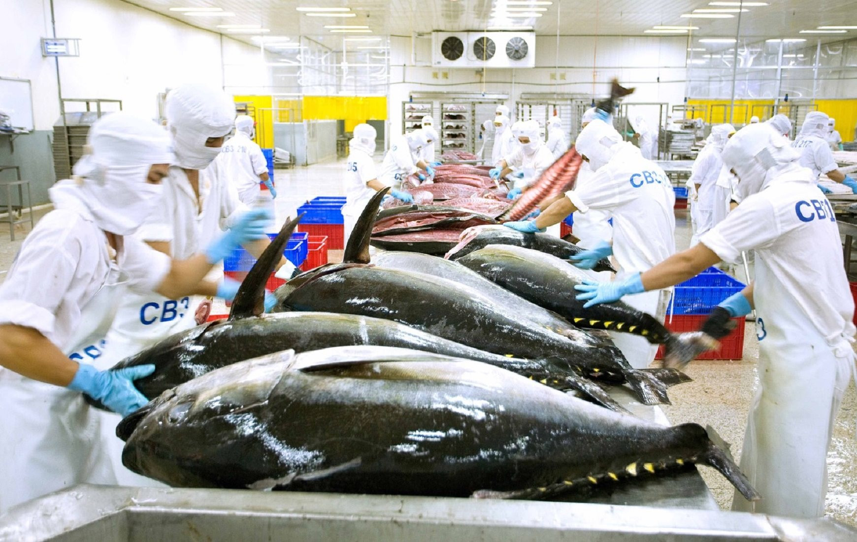 Một loài cá mang về cho Việt Nam nửa tỷ USD trong 8 tháng 2023, năm ngoái kiếm 1 tỷ USD - Ảnh 1.