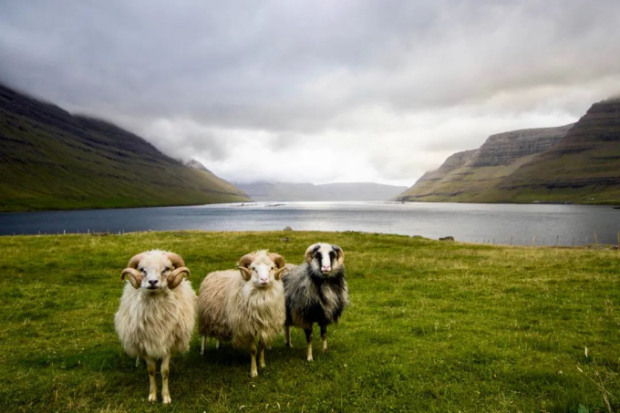 Faroe - quần đảo thiên đường của cừu và những ngôi nhà đầy sắc màu mọc trên cỏ xanh - Ảnh 4.
