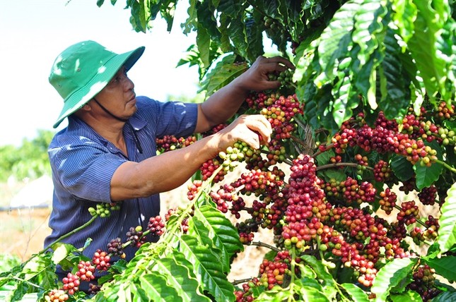 Liên tiếp lập kỷ lục, nông sản Việt thành 'ngôi sao' trên thị trường thế giới - Ảnh 2.