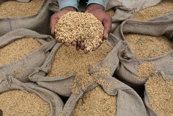 Ấn Độ cấm xuất khẩu gạo, quốc gia này bỗng trở thành nguồn cung được cả thế giới săn lùng, là khách hàng lớn thứ 2 của gạo Việt - Ảnh 1.
