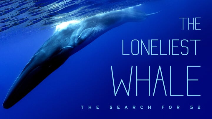 Huyền thoại về 52 Blue: Chú cá voi đơn độc nhất hành tinh - Ảnh 4.