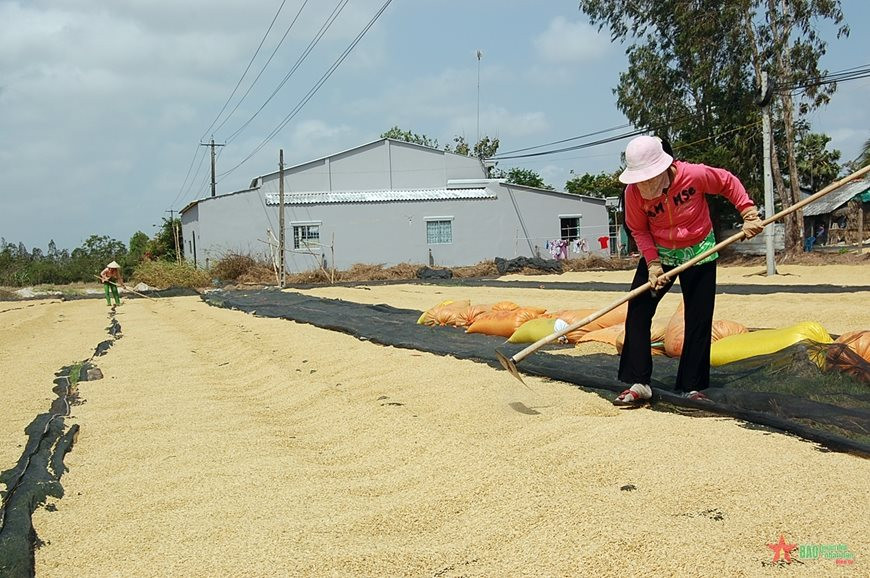 Được mùa được giá, 'hạt vàng' của Việt Nam đang được một quốc gia châu Phi cực ưa chuộng, xuất khẩu tăng hơn 3.000% trong 8 tháng đầu năm - Ảnh 1.
