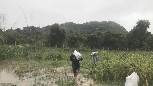Nghệ An: 1.734 nhà dân bị ngập, 322 hồ đập đầy nước do mưa lũ - Ảnh 8.