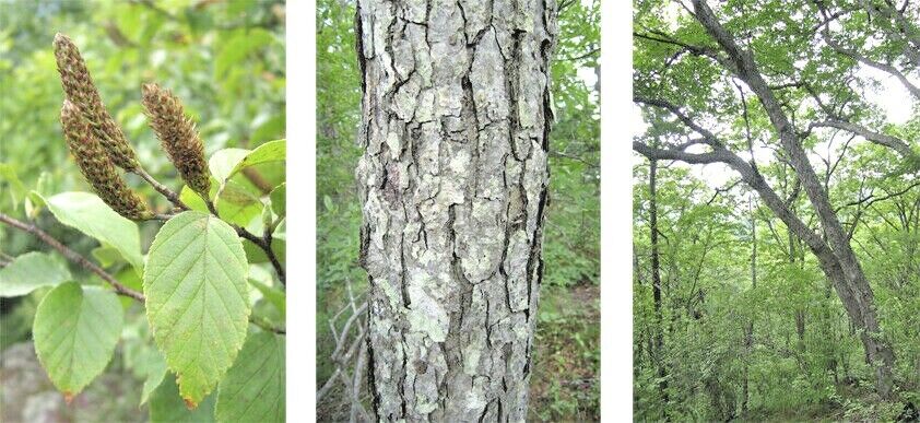 Kỳ lạ loại cây được mệnh danh vua gỗ, cứng hơn thép, đạn bắn không thủng - Ảnh 2.