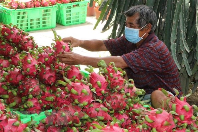 Siêu thị tại Anh dừng bán thanh long Việt Nam - Ảnh 1.