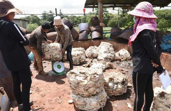 Việt Nam sở hữu “gà đẻ trứng vàng” luôn được Trung Quốc săn lùng: Thu về hơn 1 tỷ USD chỉ trong 8 tháng, Việt Nam xuất khẩu đứng thứ 3 thế giới - Ảnh 1.