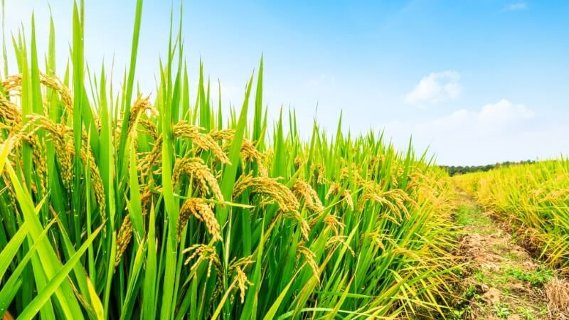 Từ gạo đến mía, cà phê, dầu cọ..., sản lượng cây trồng ở châu Á dự báo giảm do El Nino mạnh lên - Ảnh 1.