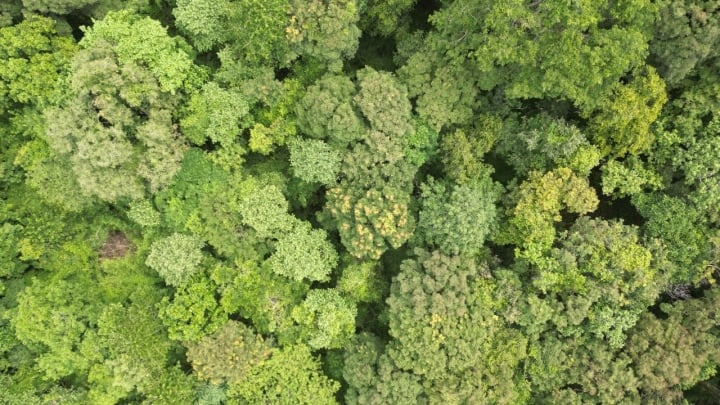 Bình Thuận phá hơn 600 ha rừng làm hồ thuỷ lợi: Số cây quý hiếm xử lý thế nào? - Ảnh 2.