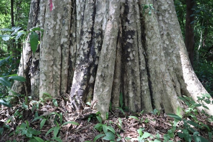 Bình Thuận phá hơn 600 ha rừng làm hồ thuỷ lợi: Số cây quý hiếm xử lý thế nào? - Ảnh 3.