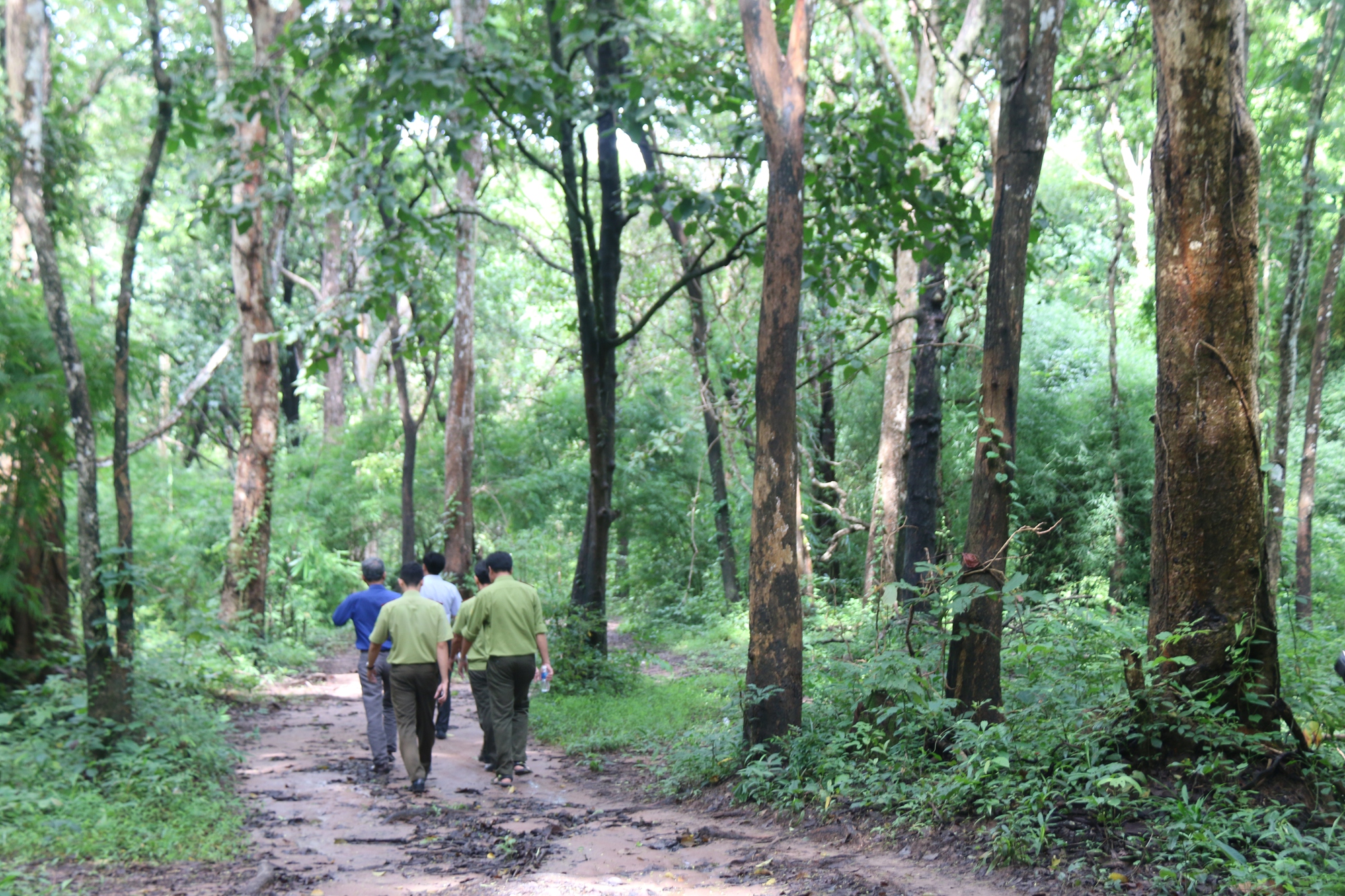 Bình Thuận đang họp báo về việc lấy hơn 600 ha rừng làm hồ chứa nước Ka Pét - Ảnh 5.
