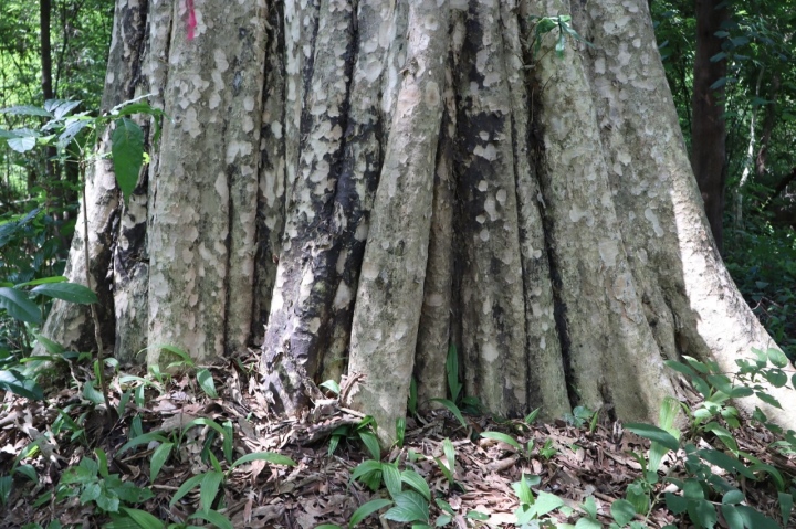 Bình Thuận bỏ hơn 600 ha rừng làm hồ thuỷ lợi - Ảnh 3.