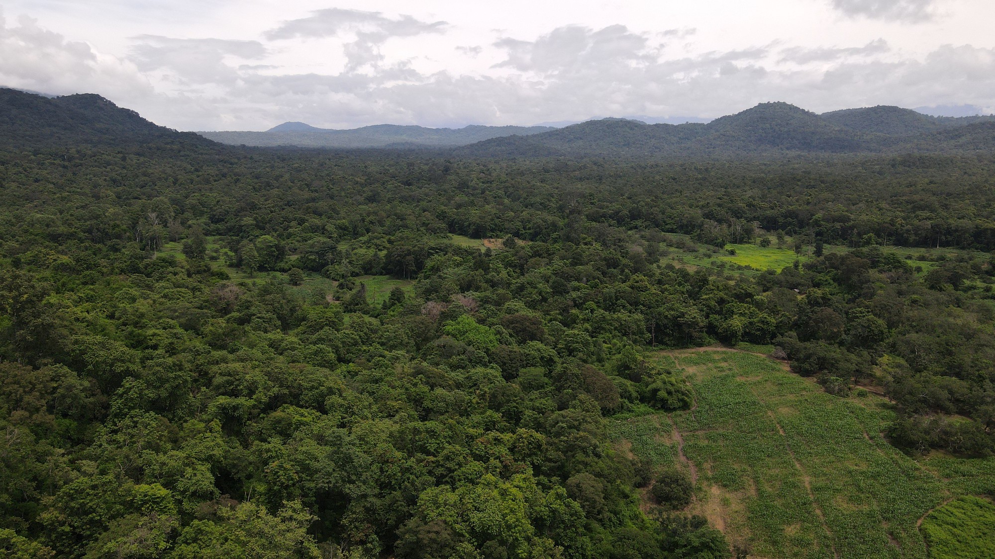 Bình Thuận đang họp báo về việc lấy hơn 600 ha rừng làm hồ chứa nước Ka Pét - Ảnh 3.