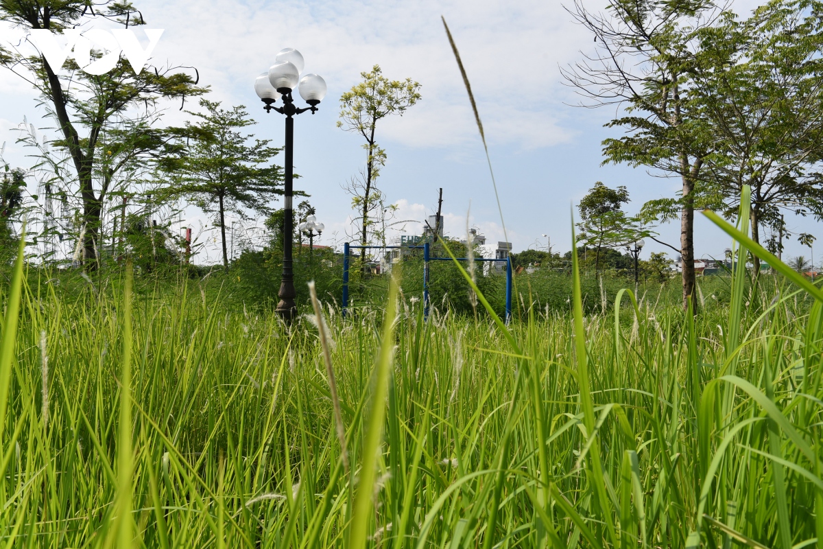 Công viên cây xanh Ao Bồ Kết: Cây chết khô, cỏ dại mọc lút đầu người - Ảnh 9.