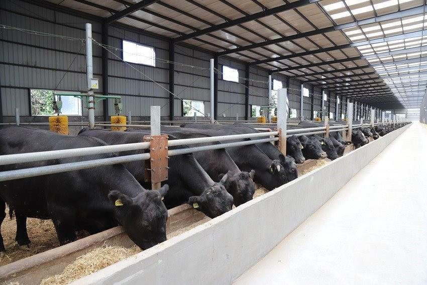 Giải mã giống bò từ Trung Quốc giá thịt một con lên tới 420 triệu đồng - Ảnh 1.