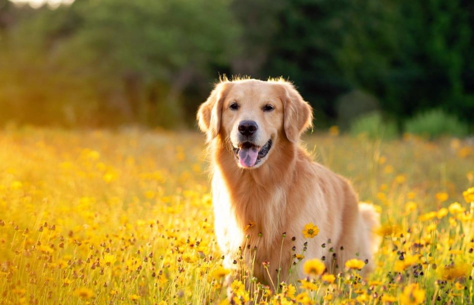 9.10-9.20, tài lộc như cầu vồng, sao may mắn chiếu sáng, tài lộc phát đạt, 3 cung hoàng đạo đều vui vẻ. - Ảnh 3.