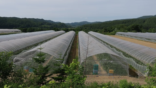 Độc lạ loại quả có giá hơn nửa tỷ/cặp, chỉ Nhật Bản mới trồng, người thường hiếm khi mua được - Ảnh 3.